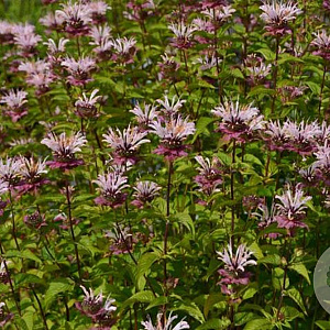 Monarda 'Ou' Charm' GM P9 BIO