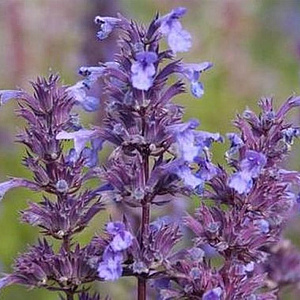 Nepeta grandiflora 'Bramdean' GM P9 BIO