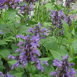 Nepeta kubanica GM P9 BIO