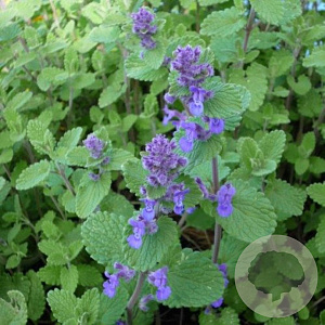 Nepeta mussinii GM P9 BIO