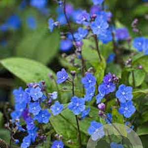 Omphalodes capp. 'Cherry Ingram' GM P9 BIO