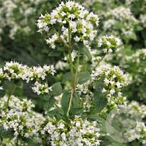 Origanum vulg. 'Album' GM P9 BIO