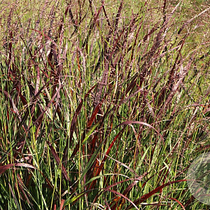 Panicum virgatum 'Rotstrahlbusch' GM P9 BIO