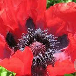 Papaver or. 'Beauty of Livermere' GM P9 BIO