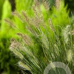 Pennisetum al. 'Little Honey' GM P9 BIO