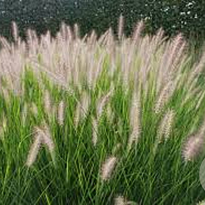 Pennisetum al. 'Reborn' GM P9 BIO