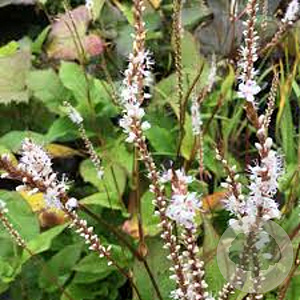 Persicaria a. Alba Junior GM P9 BIO
