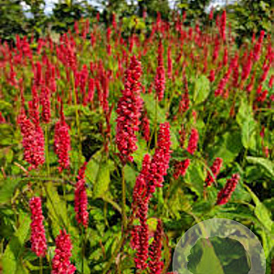 Persicaria a. 'JS Delgado Macho' GM P9 BIO