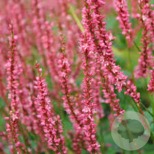 Persicaria a. 'Seven Oaks Village' GM P9 BIO