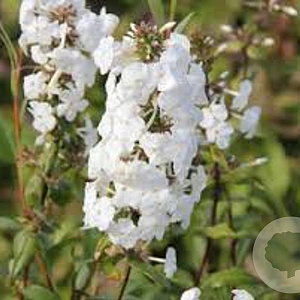 Phlox (S) 'Calvides White' GM P9 BIO