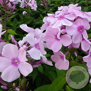 Phlox (P) 'Rosa Pastell' GM P9 BIO