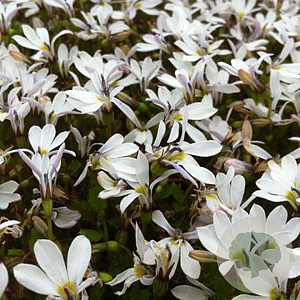 Pratia angulata 'Treadwellii' GM P9 BIO