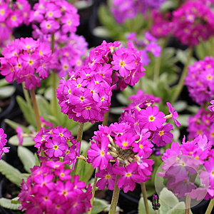 Primula dent. 'Rubin' GM P9 BIO