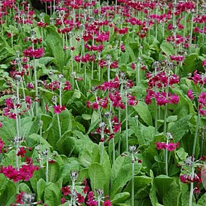 Primula pulverulenta GM P9 BIO