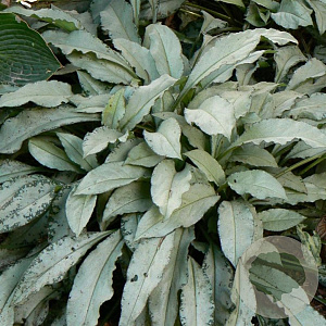 Pulmonaria 'Majesté' GM P9 BIO