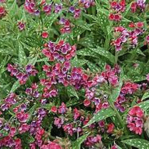 Pulmonaria 'Raspberry Splash' GM P9 BIO