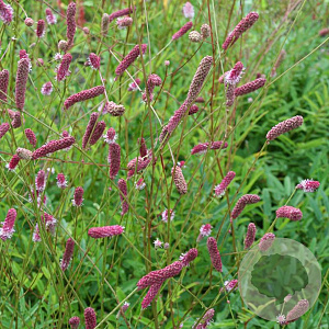 Sanguisorba o. 'Rock and Roll' GM P9 BIO