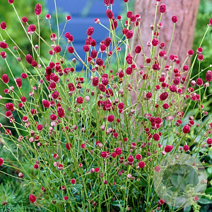 Sanguisorba o. 'Tanna' GM P9 BIO