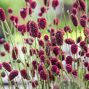 Sanguisorba 'Proud Mary' GM P9 BIO