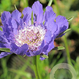 Scabiosa cauc. 'Clive Greaves' GM P9 BIO