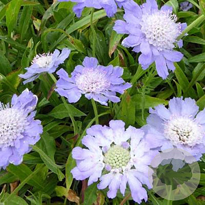 Scabiosa cauc. 'Perfecta' GM P9 BIO