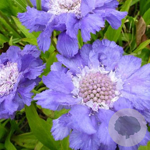 Scabiosa cauc. 'Stäfa' GM P9 BIO