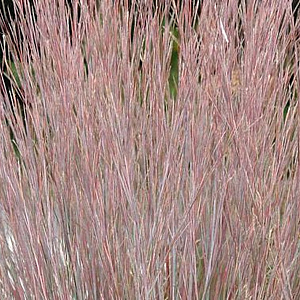Schizachyrium sc. 'St.Ovation' GM P9 BIO
