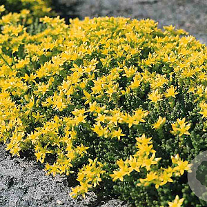 Sedum acre GM P9 BIO