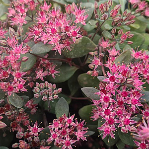 Sedum 'Bertram Anderson' GM P9 BIO