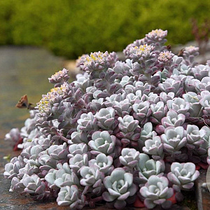 Sedum spathulifolium 'Purpureum' GM P9 BIO