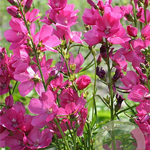 Sidalcea oregana 'Brilliant' GM P9 BIO