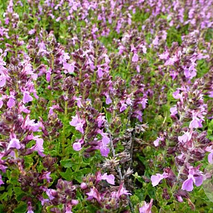 Teucrium cham. 'Nanum' GM P9 BIO