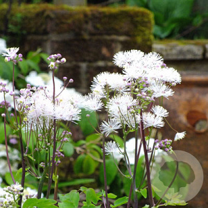 Thalictrum 'Nimbus White' GM P9 BIO