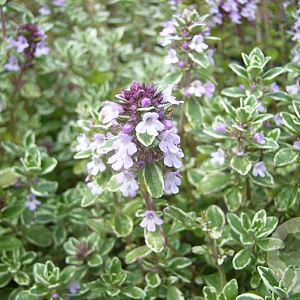 Thymus citriod. 'Silver Queen' GM P9 BIO