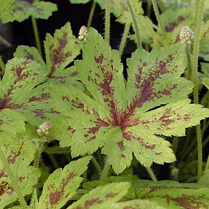 Tiarella c. 'Running Tiger' GM P9 BIO