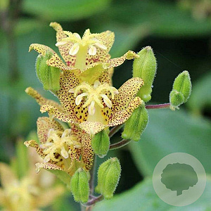 Tricyrtis latifolia GM P9 BIO