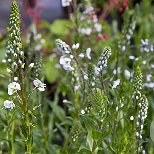 Veronica gent. 'Pallida' GM P9 BIO