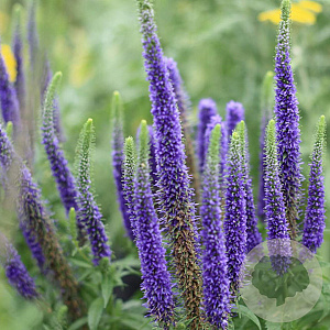 Veronica spic. Royal Candles GM P9 BIO