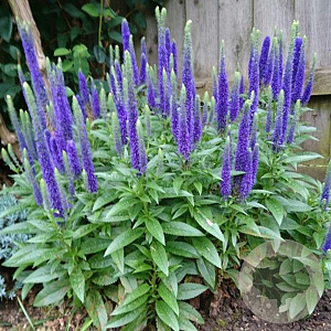 Veronica spic. 'Ulster Dwarf Blue' GM P9 BIO