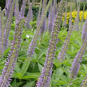 Veronicastrum virg. 'Apollo' GM P9 BIO