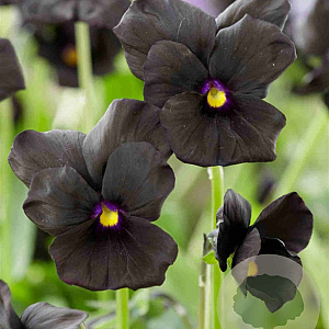 Viola (C) 'Molly Sanderson' GM P9 BIO