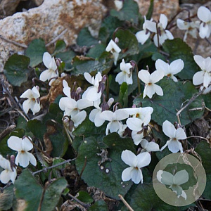 Viola odorata 'Alba' GM P9 BIO