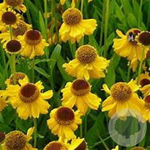 Helenium 'The Bishop' GM P9 BIO
