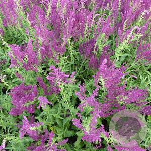 Salvia nem. 'Schwellenburg' GM P9 BIO