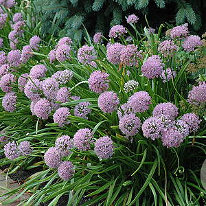 Allium senescens GM P9 BIO