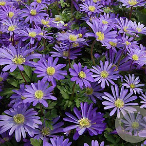 Anemone blanda 'Blue Shades' GM P9 BIO