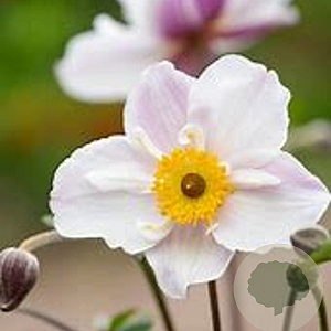 Anemone Dainty Swan GM P9 BIO