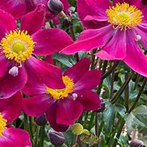 Anemone h. Fantasy Ariel GM P9 BIO