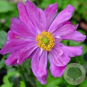 Anemone hyb. 'Pamina' GM P9 BIO
