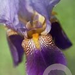 Iris (G) 'Alcazar' GM P9 BIO